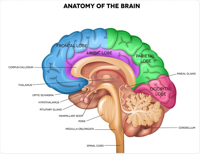 Brain image